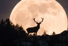 Hoy habrá Luna de Ciervo (Imagen de internet)