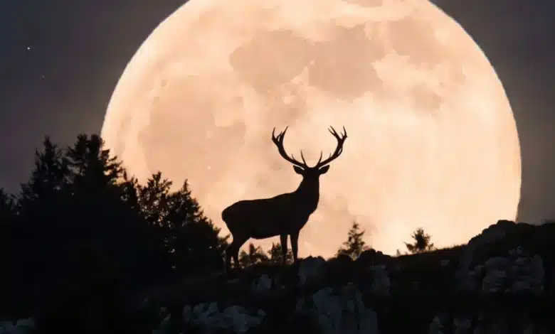 Hoy habrá Luna de Ciervo (Imagen de internet)