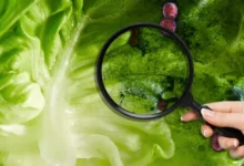 eu vincula brote de diarrea explosiva con lechuga mexicana qué se sabe
