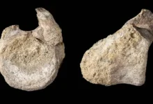 fósil de dinosaurio es identificado por primera vez en la antártida
