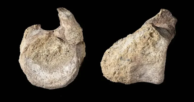 fósil de dinosaurio es identificado por primera vez en la antártida