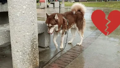 lucas, el husky que recibirá una pensión tras el divorcio de sus dueños en tabasco