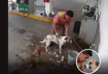 video despiden a empleado en méxico por bañar perros callejeros