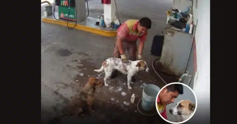 video despiden a empleado en méxico por bañar perros callejeros