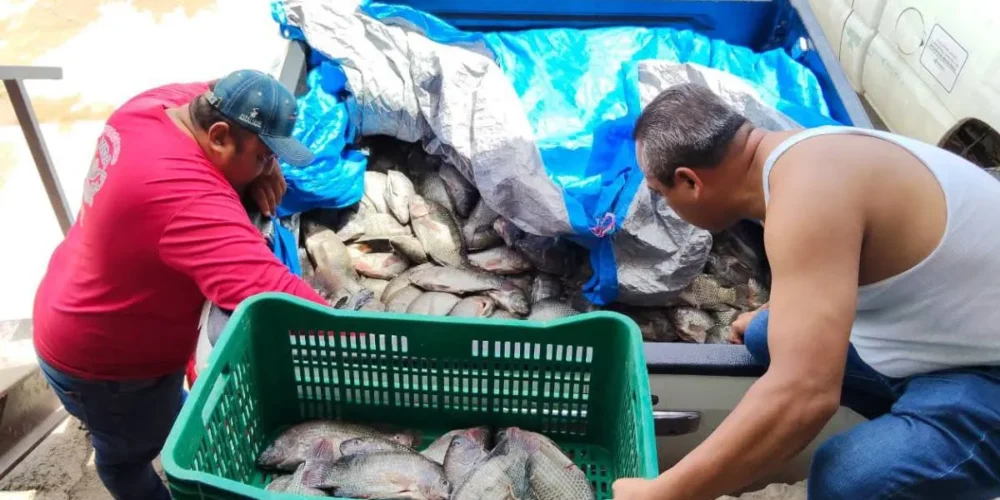 Cada punto de venta de 'Pescando vida" coloca una tonelada de producto a la semana