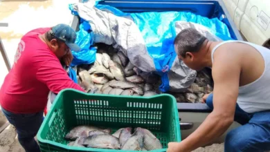 Cada punto de venta de 'Pescando vida" coloca una tonelada de producto a la semana
