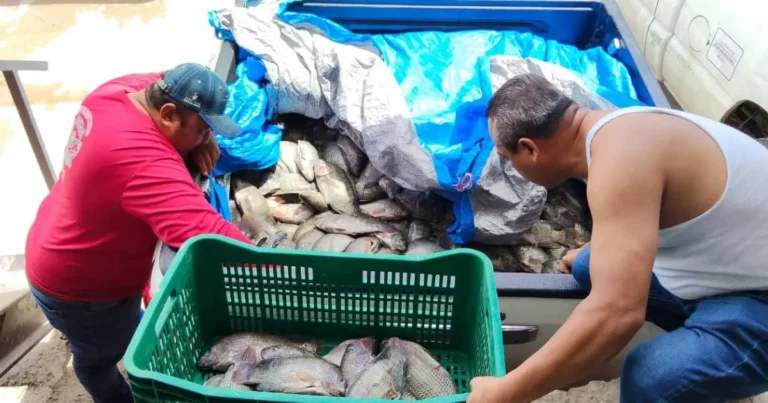 Cada punto de venta de 'Pescando vida" coloca una tonelada de producto a la semana