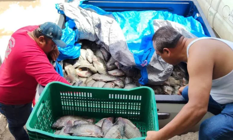 Cada punto de venta de 'Pescando vida" coloca una tonelada de producto a la semana