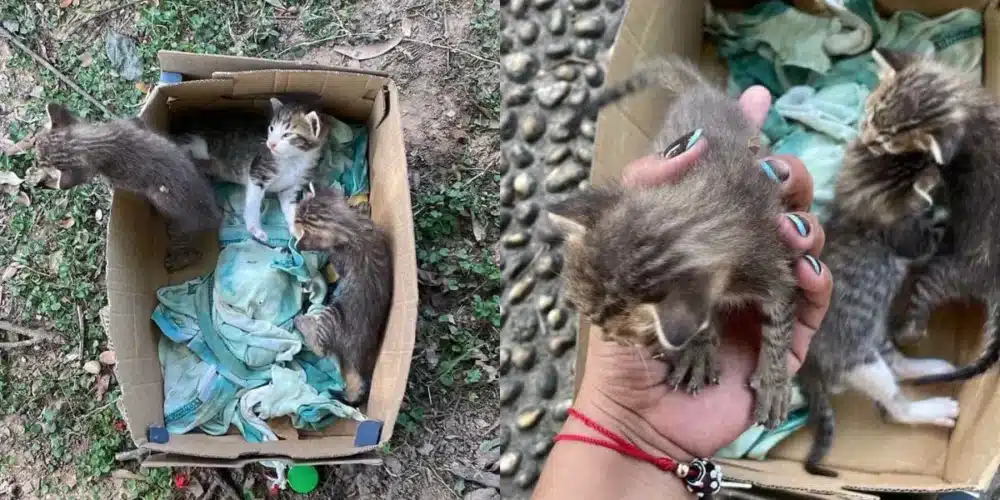 abandonan crías de gato en el parque tomas garrido