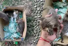 abandonan crías de gato en el parque tomas garrido