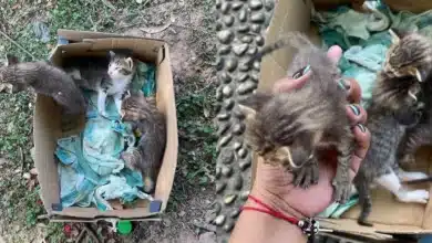abandonan crías de gato en el parque tomas garrido