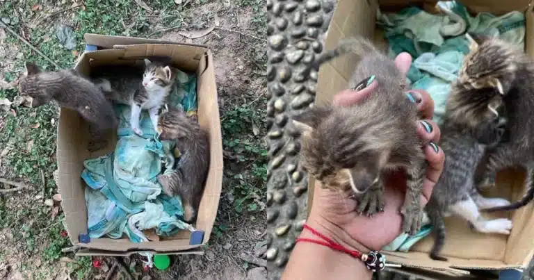 abandonan crías de gato en el parque tomas garrido