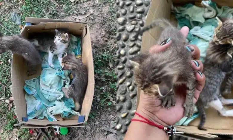abandonan crías de gato en el parque tomas garrido