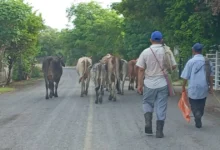agilizan movilización de ganado en tabasco ante la contingencia por gusano barrenador