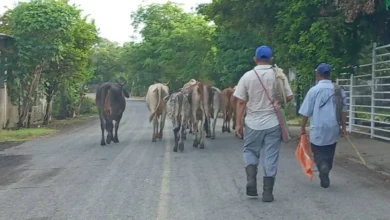 agilizan movilización de ganado en tabasco ante la contingencia por gusano barrenador