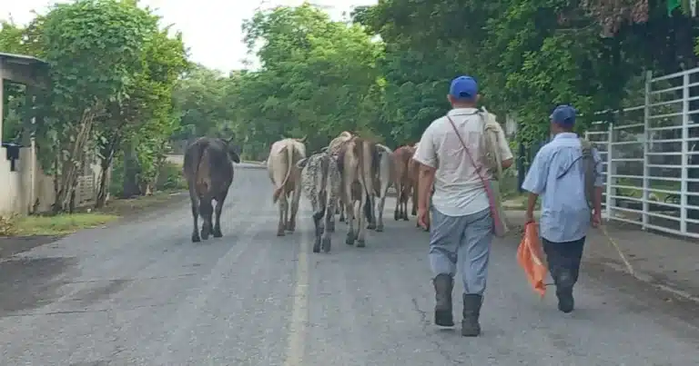 agilizan movilización de ganado en tabasco ante la contingencia por gusano barrenador