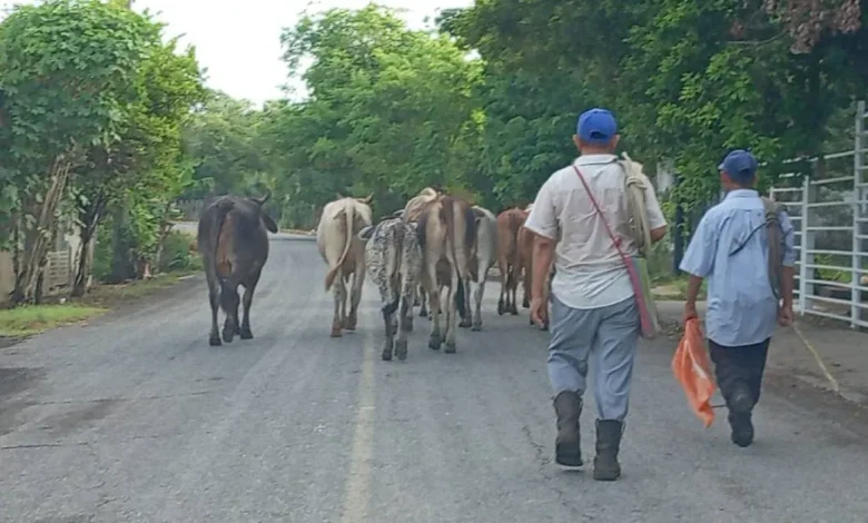 agilizan movilización de ganado en tabasco ante la contingencia por gusano barrenador