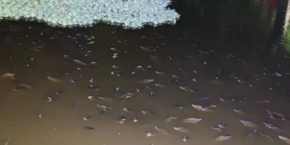 aparecen flotando cientos de peces muertos en la laguna el jícaro