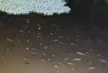 aparecen flotando cientos de peces muertos en la laguna el jícaro