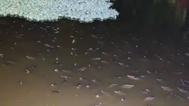 aparecen flotando cientos de peces muertos en la laguna el jícaro