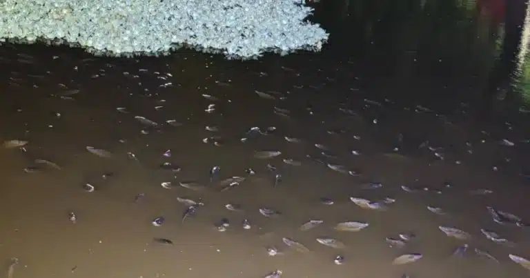 aparecen flotando cientos de peces muertos en la laguna el jícaro