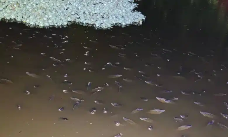 aparecen flotando cientos de peces muertos en la laguna el jícaro
