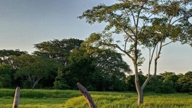 calor y probabilidad de lluvias vespertinas