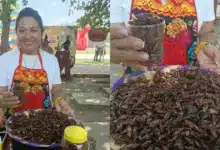 el sazón oaxaqueño que conquista paladares con chile de árbol y tradición