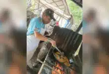 el secreto del achiote que revoluciona la empanada tabasqueña