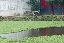 Lirio acuático ahoga las lagunas de Villahermosa (Foto de cortesía)