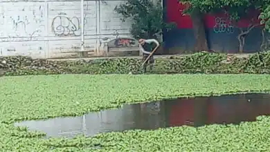 Lirio acuático ahoga las lagunas de Villahermosa (Foto de cortesía)