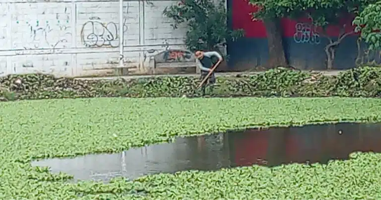 Lirio acuático ahoga las lagunas de Villahermosa (Foto de cortesía)