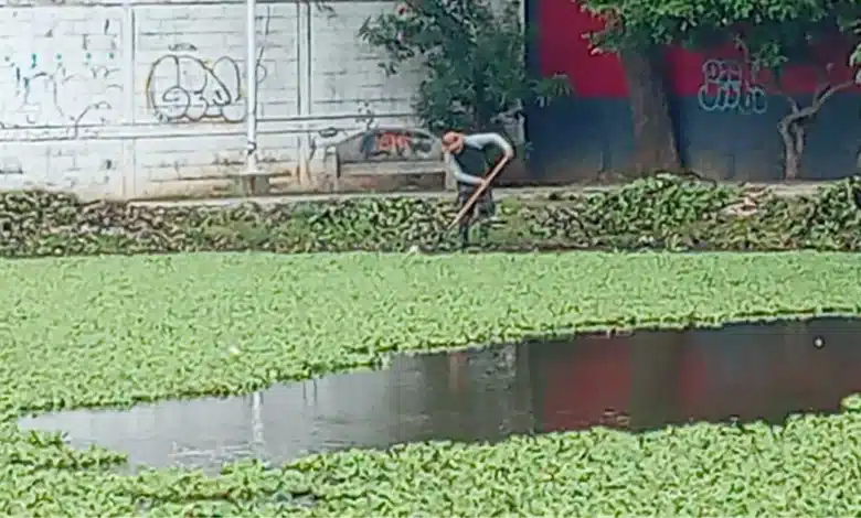 Lirio acuático ahoga las lagunas de Villahermosa (Foto de cortesía)