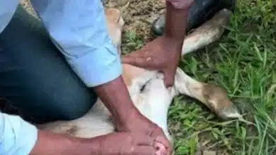 Ganaderos y autoridades frenen el avance del gusano barrenador (Foto de internet)