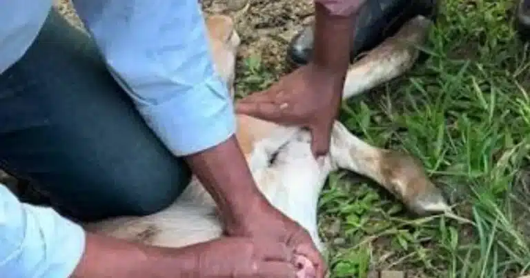 Ganaderos y autoridades frenen el avance del gusano barrenador (Foto de internet)
