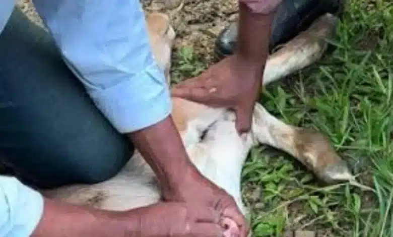 Ganaderos y autoridades frenen el avance del gusano barrenador (Foto de internet)