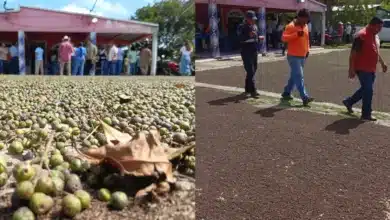 Pimienta gorda: el "oro aromático" de Tabasco (Foto de cortesía)
