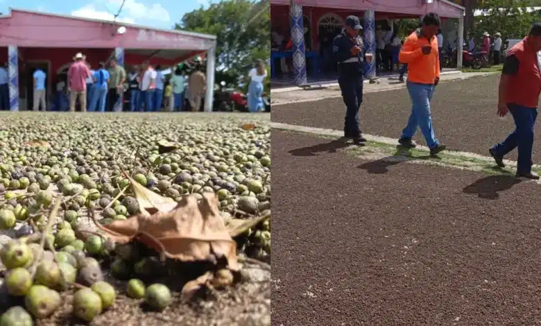 Pimienta gorda: el "oro aromático" de Tabasco (Foto de cortesía)