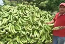 impacta clima y falta de apoyos a plataneros
