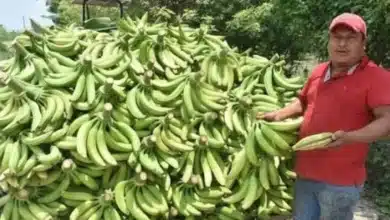 impacta clima y falta de apoyos a plataneros