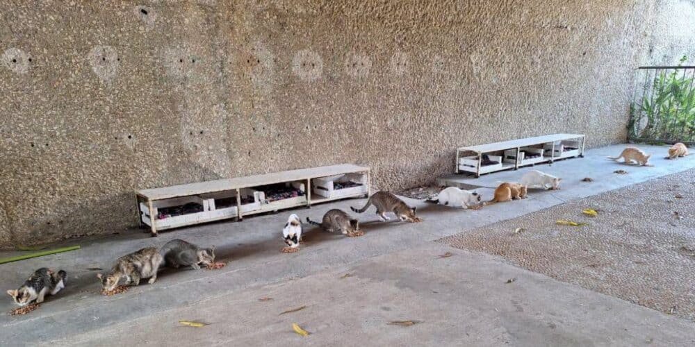 La gran familia felina del Tomás Garrido busca «pancitas llenas» este Día del Gato