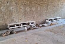 La gran familia felina del Tomás Garrido busca «pancitas llenas» este Día del Gato