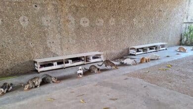 La gran familia felina del Tomás Garrido busca «pancitas llenas» este Día del Gato