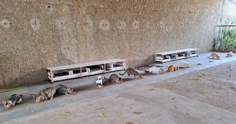 La gran familia felina del Tomás Garrido busca «pancitas llenas» este Día del Gato