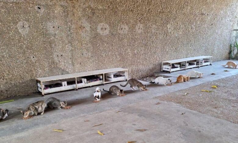 La gran familia felina del Tomás Garrido busca «pancitas llenas» este Día del Gato