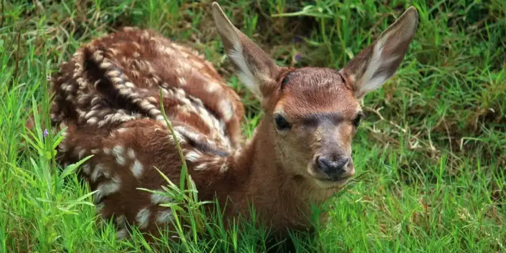 La naturaleza abre paso a una nueva generación