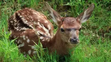 La naturaleza abre paso a una nueva generación
