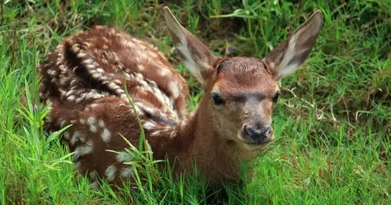 La naturaleza abre paso a una nueva generación