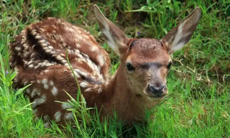 La naturaleza abre paso a una nueva generación