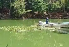 manatíes en la laguna de las ilusiones reciben apoyo alimentario ante el estiajea